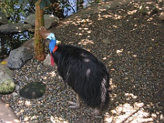 236 Wildlife Habitat Port Douglas